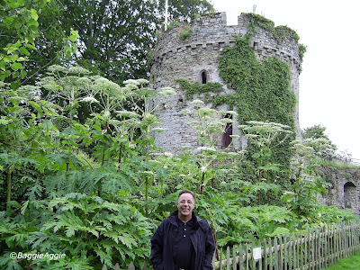 The Garrison Tower at Usk Castle, and Giant Hogweed plants.