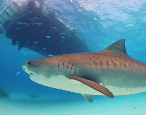 Tiger Shark