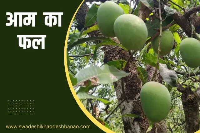 Information about Mango fruit in Hindi