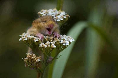 tiny rodent hiding in white flower