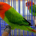 Ciri Lovebird Biola dan Harga Terbaru yang Mencapai 22 Juta