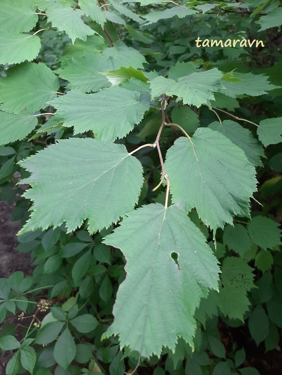 Лещина маньчжурская (Corylus mandshurica, =Corylus sieboldiana var. mandshurica)