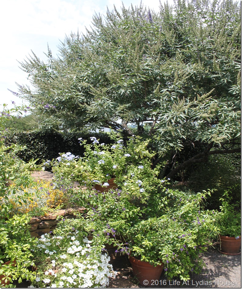 vitex tree in blue and white garden