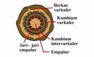 Struktur dan Fungsi Tubuh Tumbuhan 8e Batang