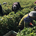 Smart Farm Worker/Fruit Picker Needed - Corindi (Australia)