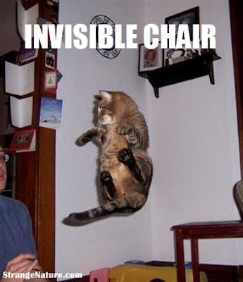 funny animal pictures with captions. invisible funny animals!