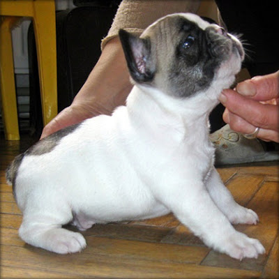 French bulldog puppies