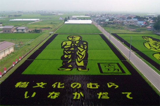 Rice Art in Japan