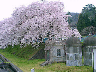 滝沢浄水場の桜 / 会津若松市