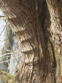 white cedar bark