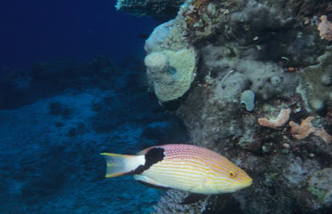 Black-fin Hogfish 3