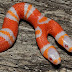 Ular Albino Langka Berkepala Dua Ditemukan di Florida