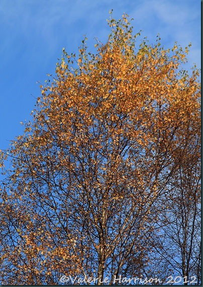 21-silver-birch