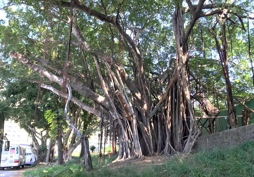 台南最長地景式溜滑梯的特色公園｜永康公7公園12月中開幕