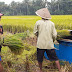 PULUHAN HEKTAR SAWAH DI PITURUH PUSO KESERANG HAMA