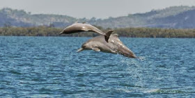 new_humpback_dolphin_species