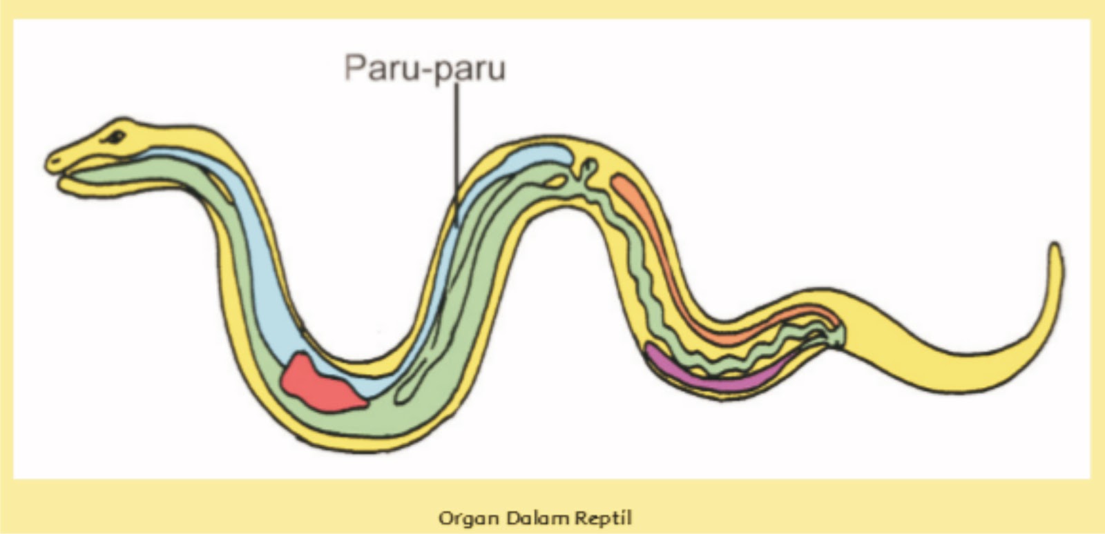 7 Hewan  Dengan Sistem  Pernapasanya Materi Kelas V SD MI 