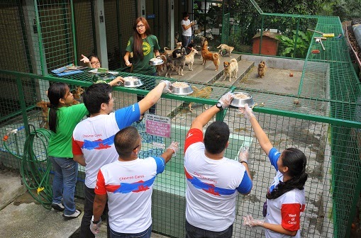 Chevron volunteers at animal shelter