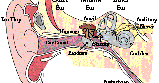 Pengertian Bagian Bagian Telinga dan Fungsinya Beserta 