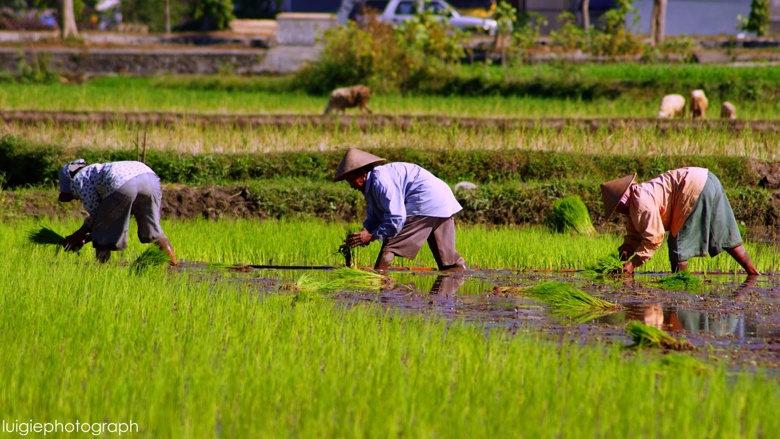 Terbaru 34 Gambar Gambar Petani 