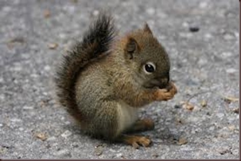 Amazing Animals Pictures Squirell (6)