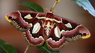 Butterfly hd wallpapers 2013