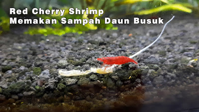 Udang merah hias memakan sampah