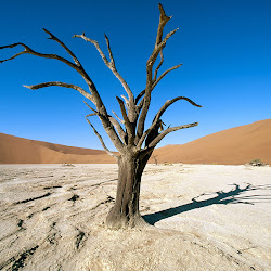 gambar afrika, wallpaper kehidupan binatang liar