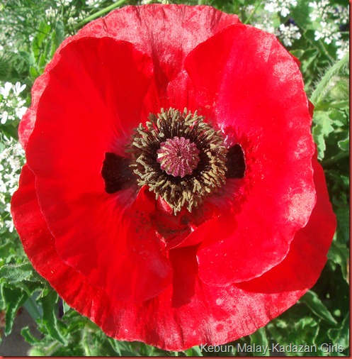 shirley double mixed poppy (33)