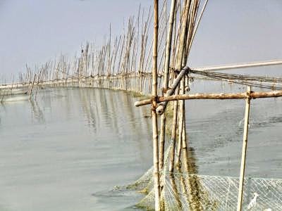 পদ্মায় বাঁশের বেড়া দিয়ে মাছ শিকার- নেপথ্যে আ.লীগের স্থানীয় দুই নেতা