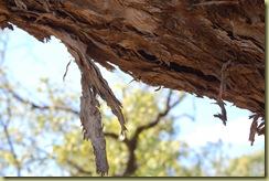 Paper Bark Tree