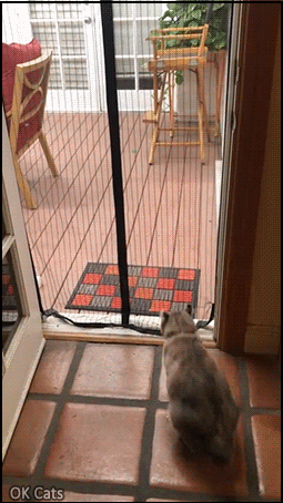 Funny Cat GIF • Crazy cat goes through mesh screen back and forth [ok-cats.com]