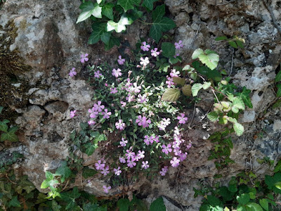 Saponaria