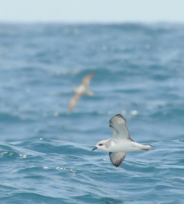 Cook's Petrel (Pterodroma cookii)