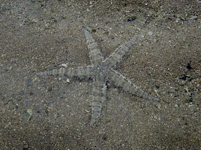 Sand-sifting Sea Star (Archaster typicus)