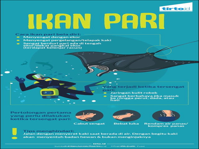 Gambar Ikan Pari dari Jenis Terbaik Beserta Nama Latin dan 