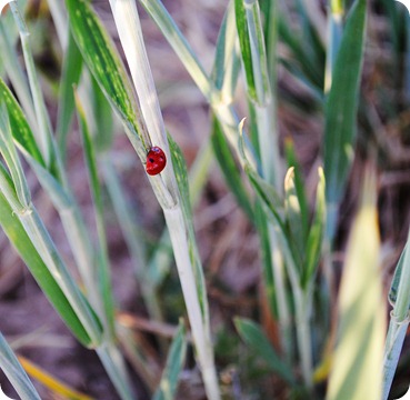 ladybug @ Jax shoot ladybug @ Jax shoot