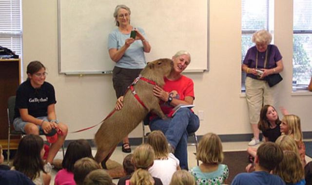 This An Unusual Pet of an Unusual Size | Pet Capybara