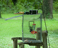 Hummingbird Trap