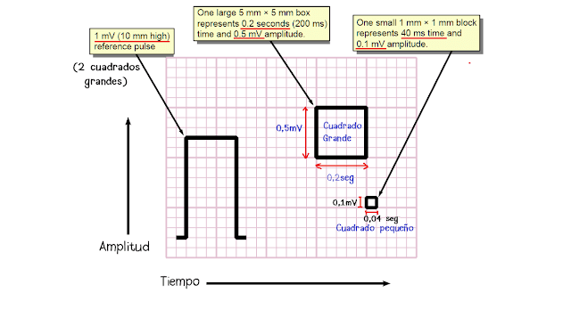 Electrocardiograma, papel calibrado