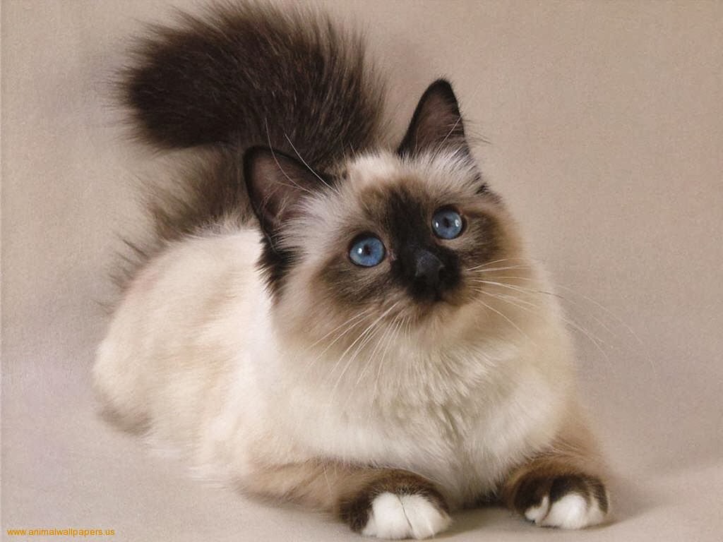 persian cats information persian kittens issues with eyes im looking into buying a persian kitten there doesnt seem to be much around at the moment