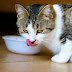 Chế độ dinh dưỡng cho mèo có bệnh đường tiết niệu