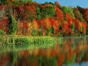 Autumn Wallpaper HD Widescreen Desktop (autumn colorful trees desktop hd wallpaper )