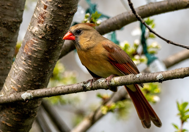 female cardinal in a tree with white blossoms