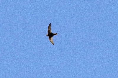 "Little Swift - Apus affinis, common resident. Flying above."