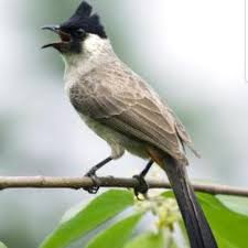 Kutilang Burung Paling Populer Harganya Bikin Geleng-Geleng