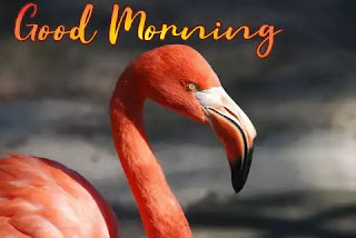 Good morning images with birds