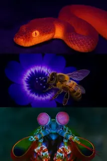 A collage showing a snake detecting infrared heat, a bee seeing ultraviolet flower patterns, and a mantis shrimp with vibrant, complex eyes.