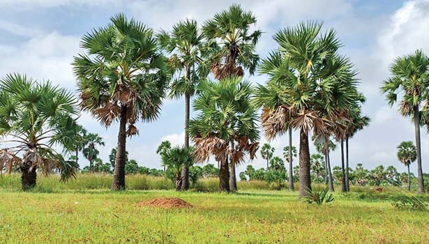 தமிழ் அறிவோம்!  189 .  காக்க காக்க பனைமரம் காக்க  ஆ.தி.பகலன்