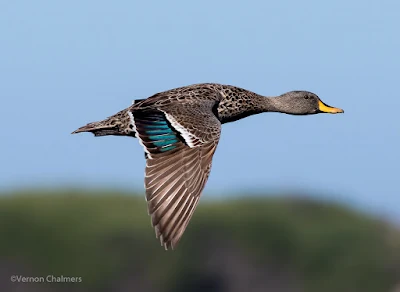 Fast Flying Duck - Woodbridge Island / Milnerton Golf Course